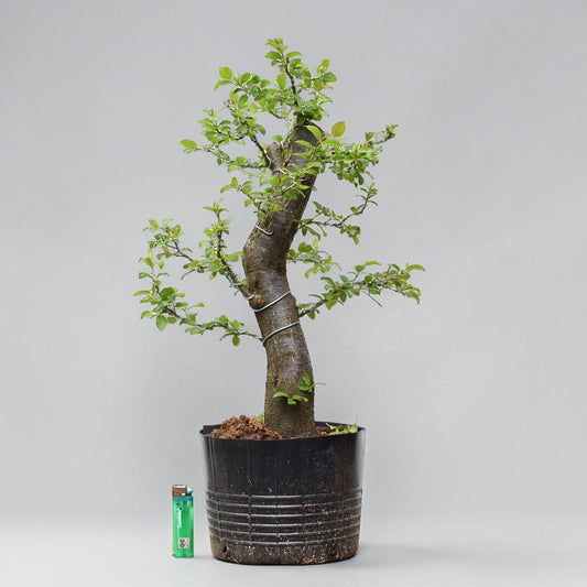 CIRUELO SILVESTRE (Prunus Cerasfera)