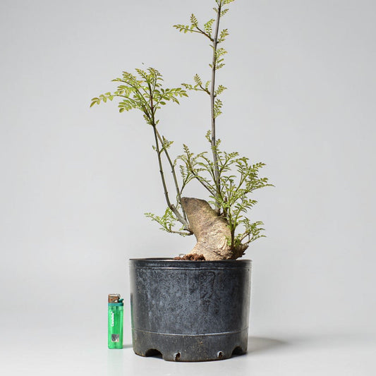 FRESNO MEDITERRANEO (Fraxinus Angustifolia)