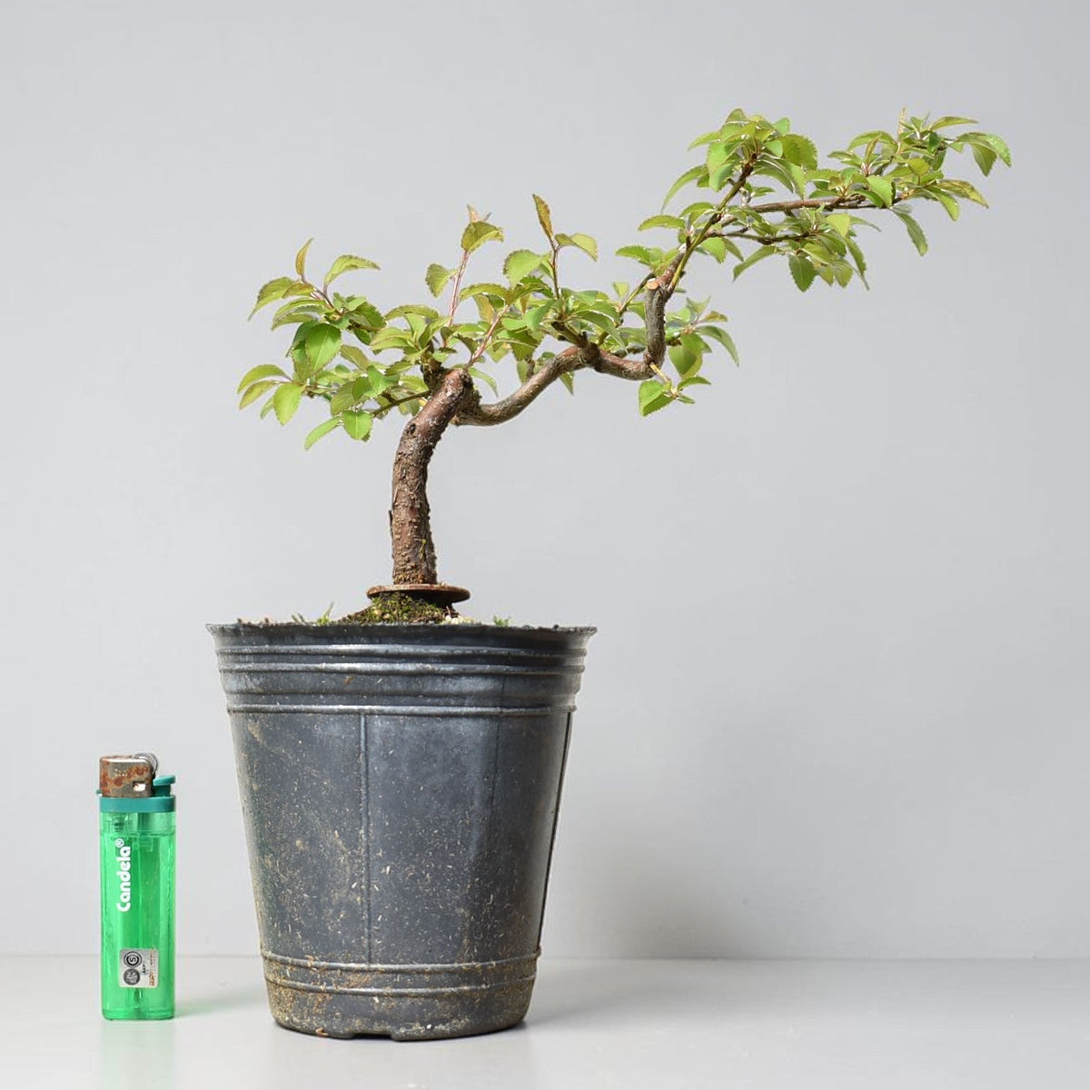 ENDRINO (Prunus Spinosa)