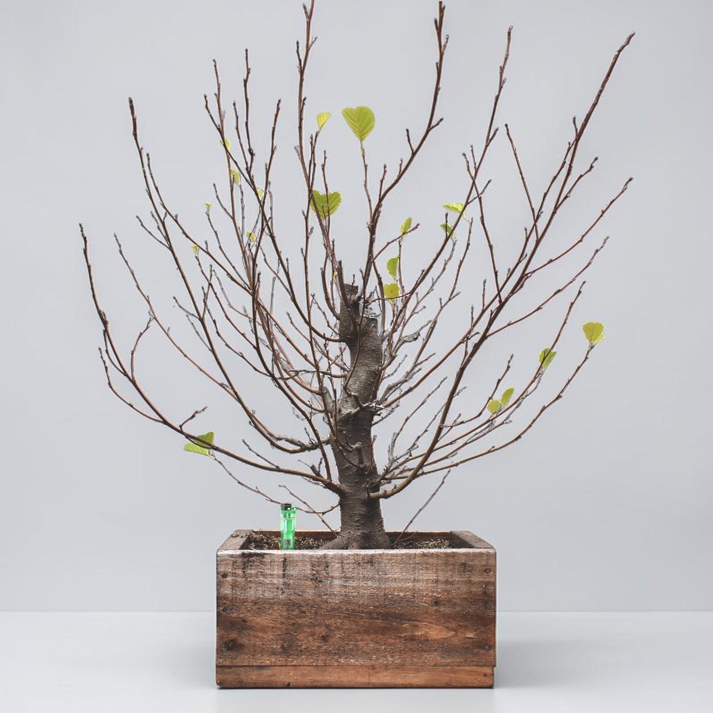 ALISO (Alnus Incana)