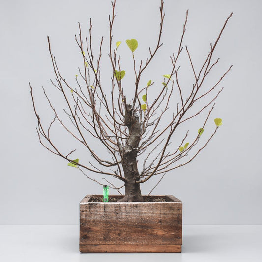 ALISO (Alnus Incana)
