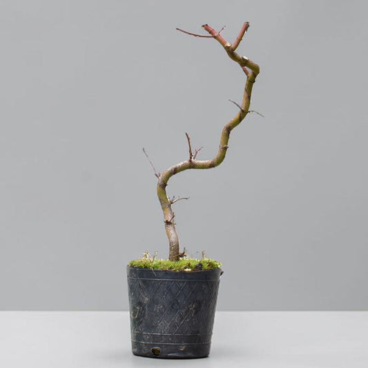 ARCE JAPONES (Acer Palmatum)