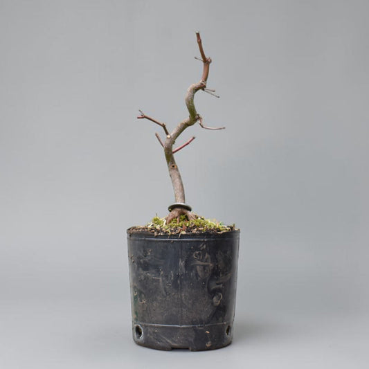 ARCE JAPONES (Acer Palmatum)