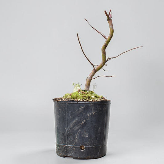 ARCE JAPONES (Acer Palmatum)