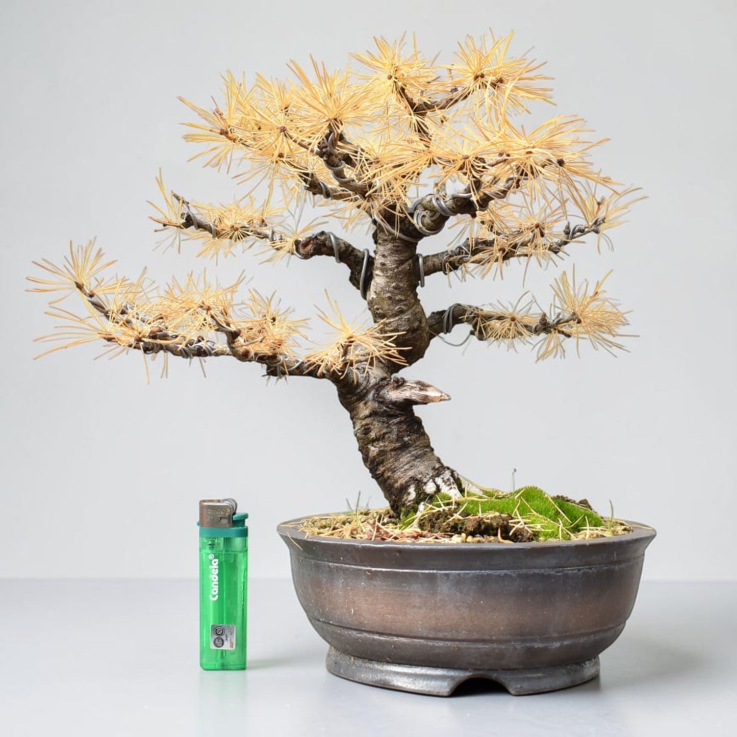 ALERCE EUROPEO (Larix Decidua)