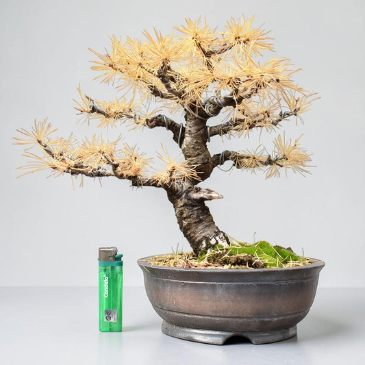ALERCE EUROPEO (Larix Decidua)