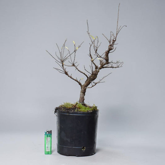OLMO CHINO (Ulmus Parvifolia)