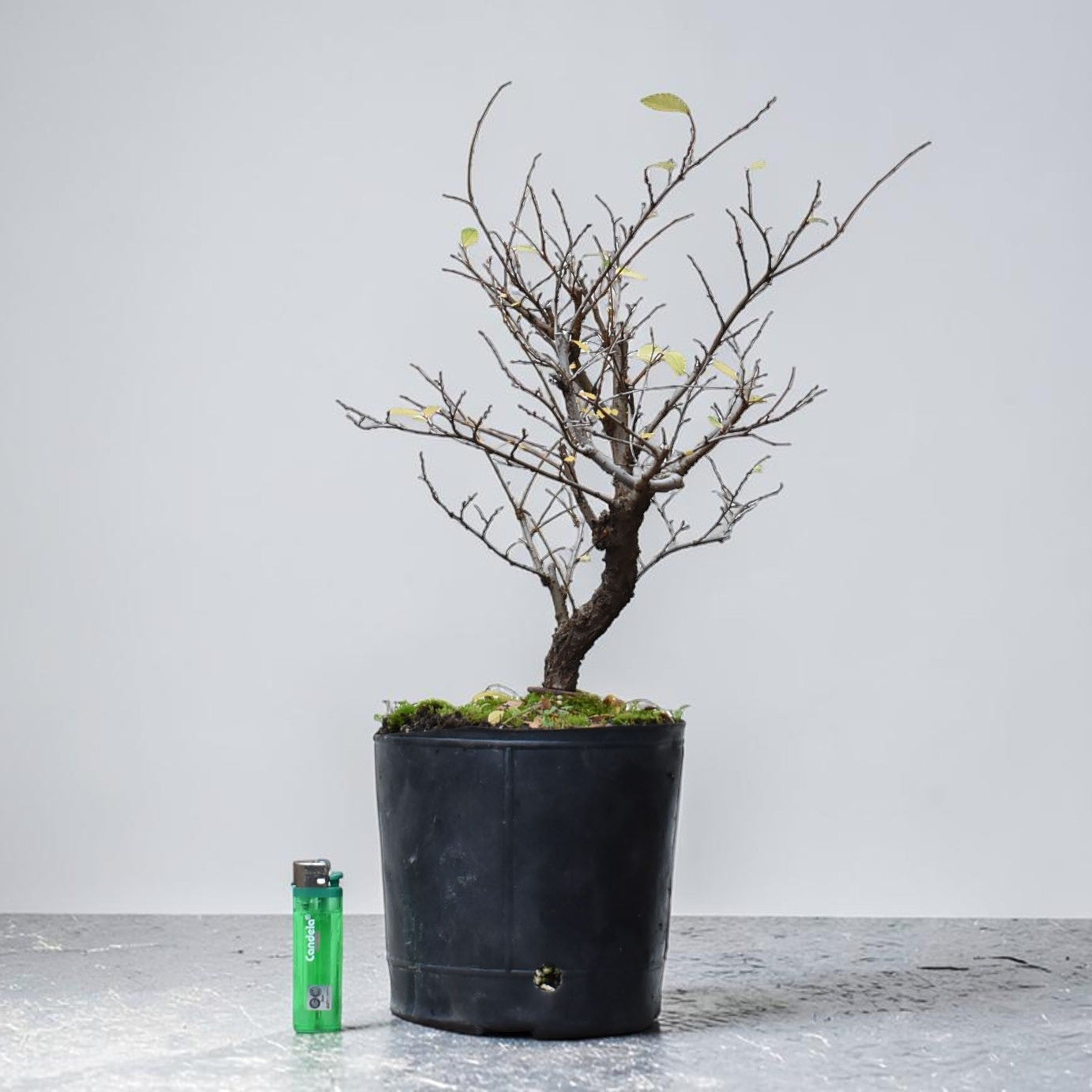 OLMO CHINO (Ulmus Parvifolia)