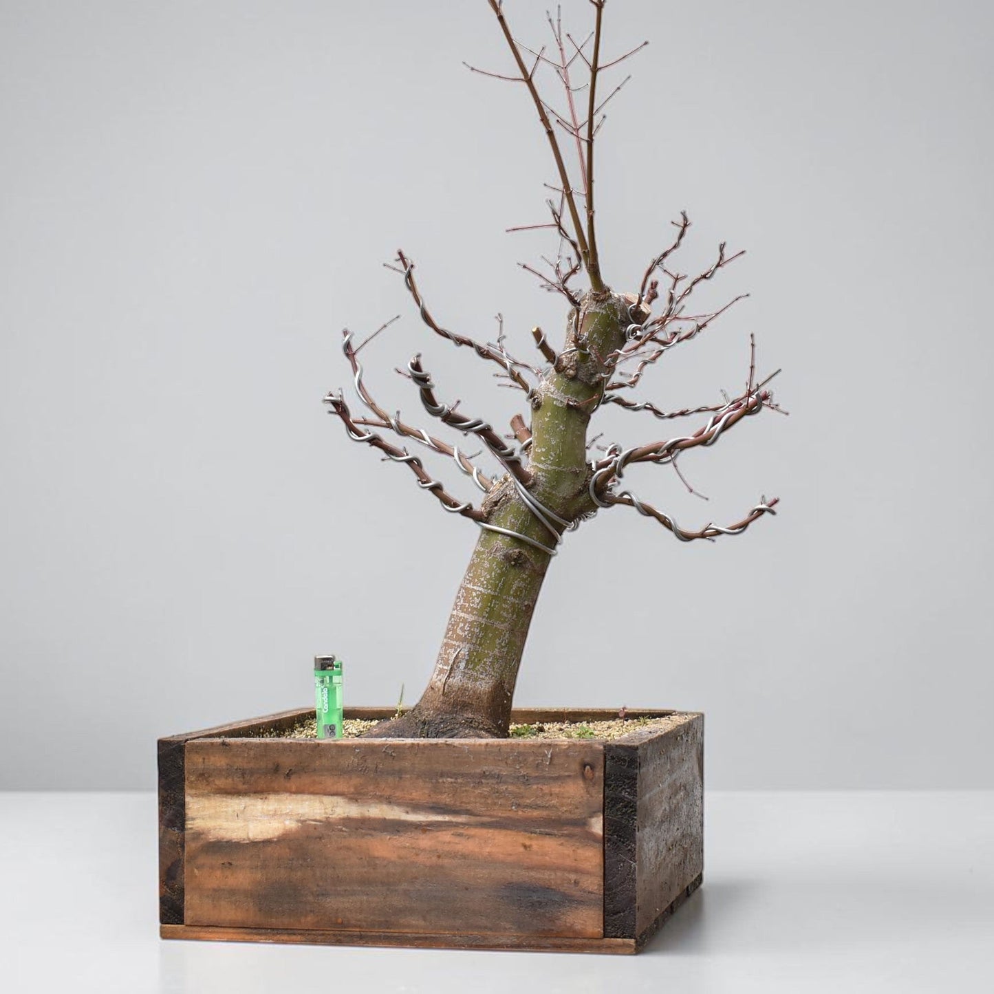 ARCE JAPONES (Acer Palmatum)