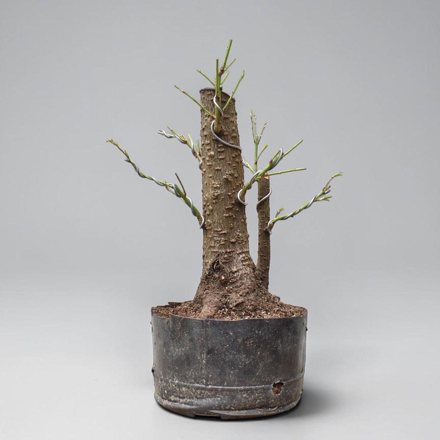 CIRUELO SILVESTRE (Prunus Cerasifera)