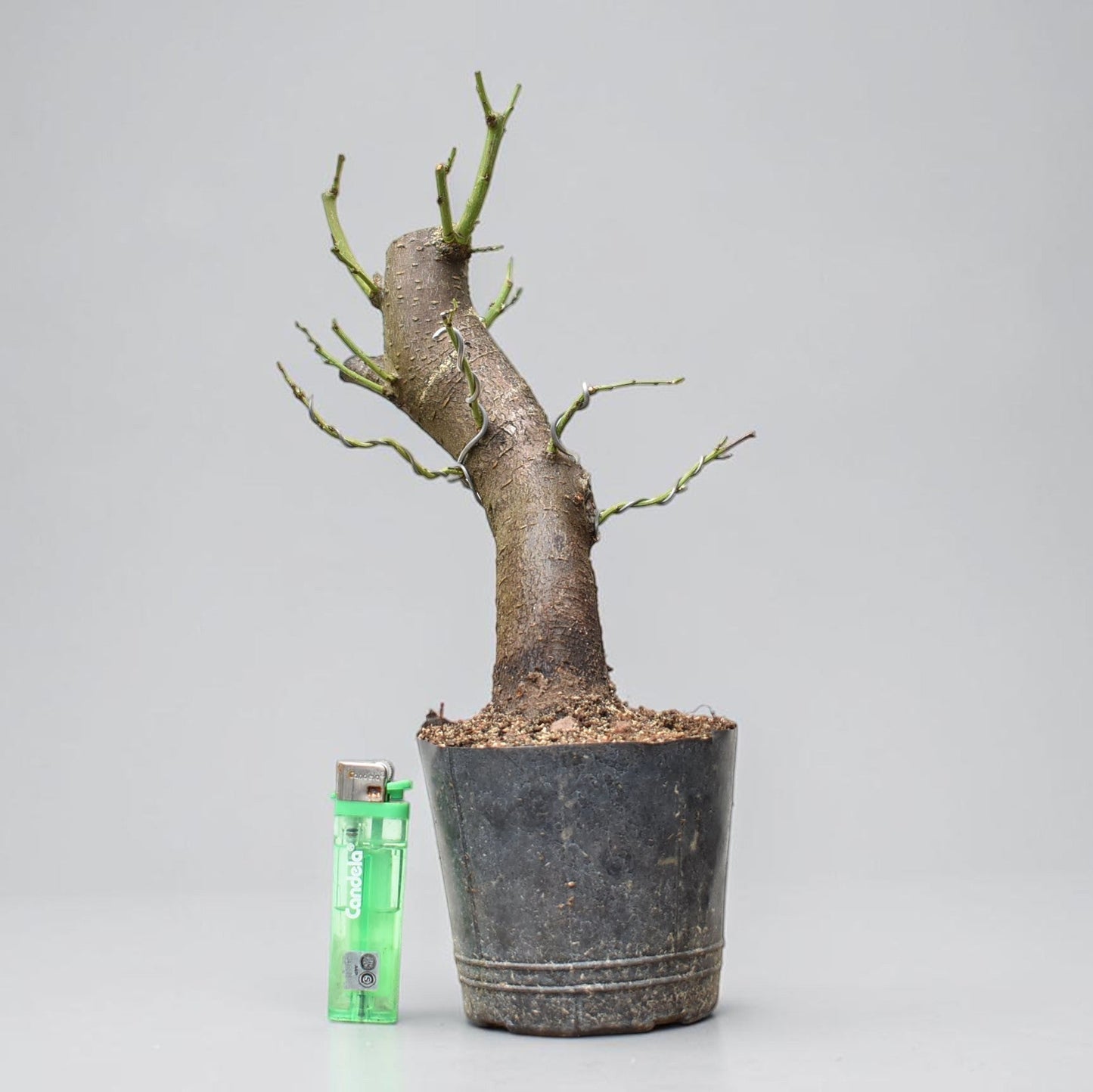 CIRUELO SILVESTRE (Prunus Cerasifera)