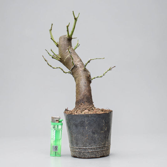 CIRUELO SILVESTRE (Prunus Cerasifera)