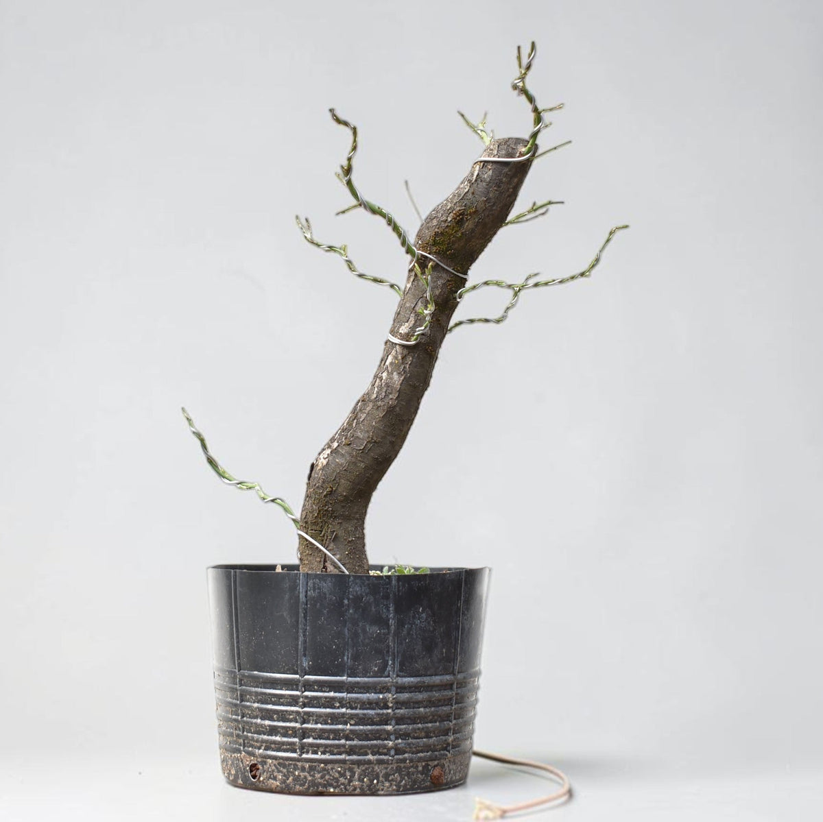 CIRUELO SILVESTRE (Prunus Cerasifera)