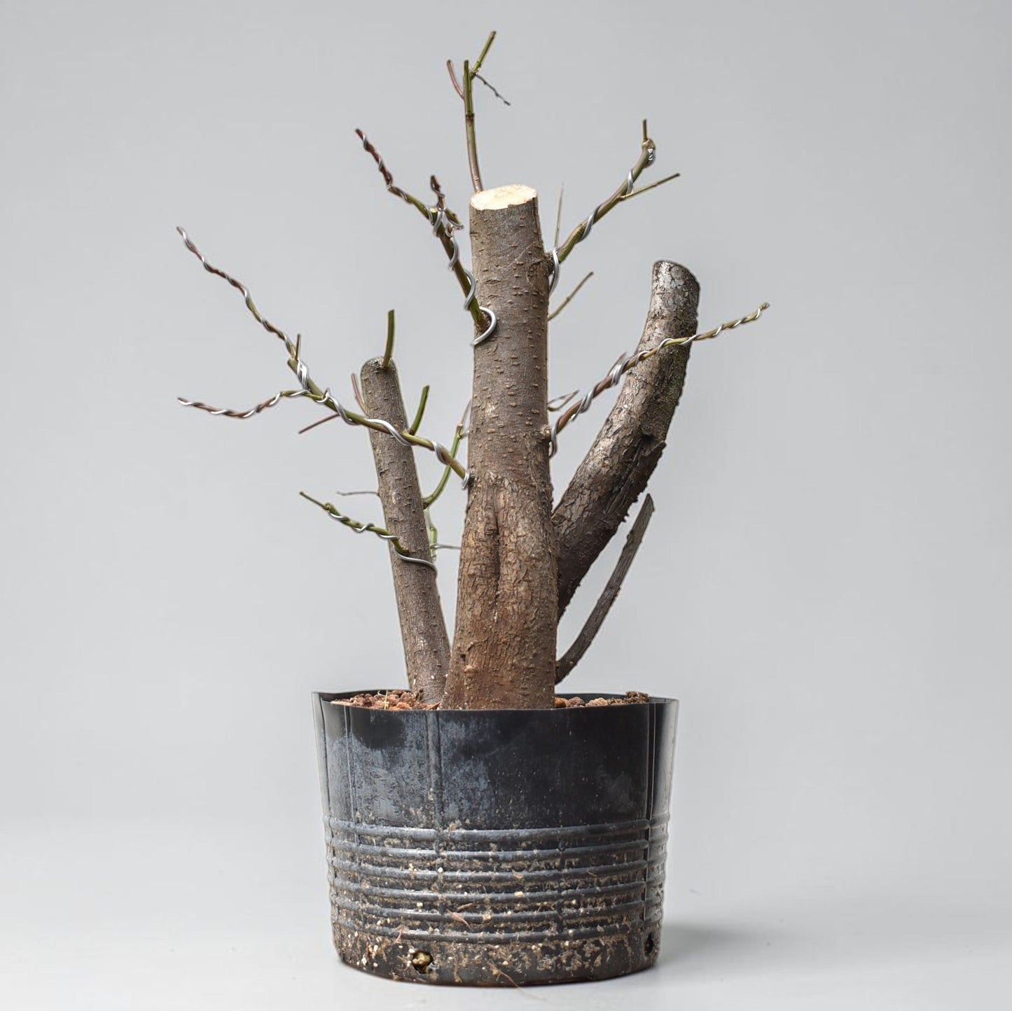 CIRUELO SILVESTRE (Prunus Cerasifera)