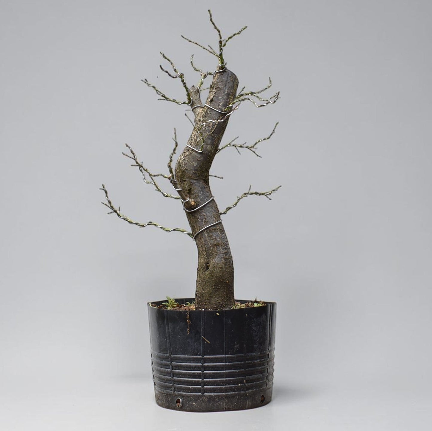 CIRUELO SILVESTRE (Prunus Cerasfera)