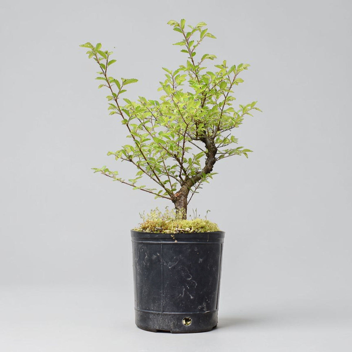 OLMO CHINO (Ulmus Parvifolia)