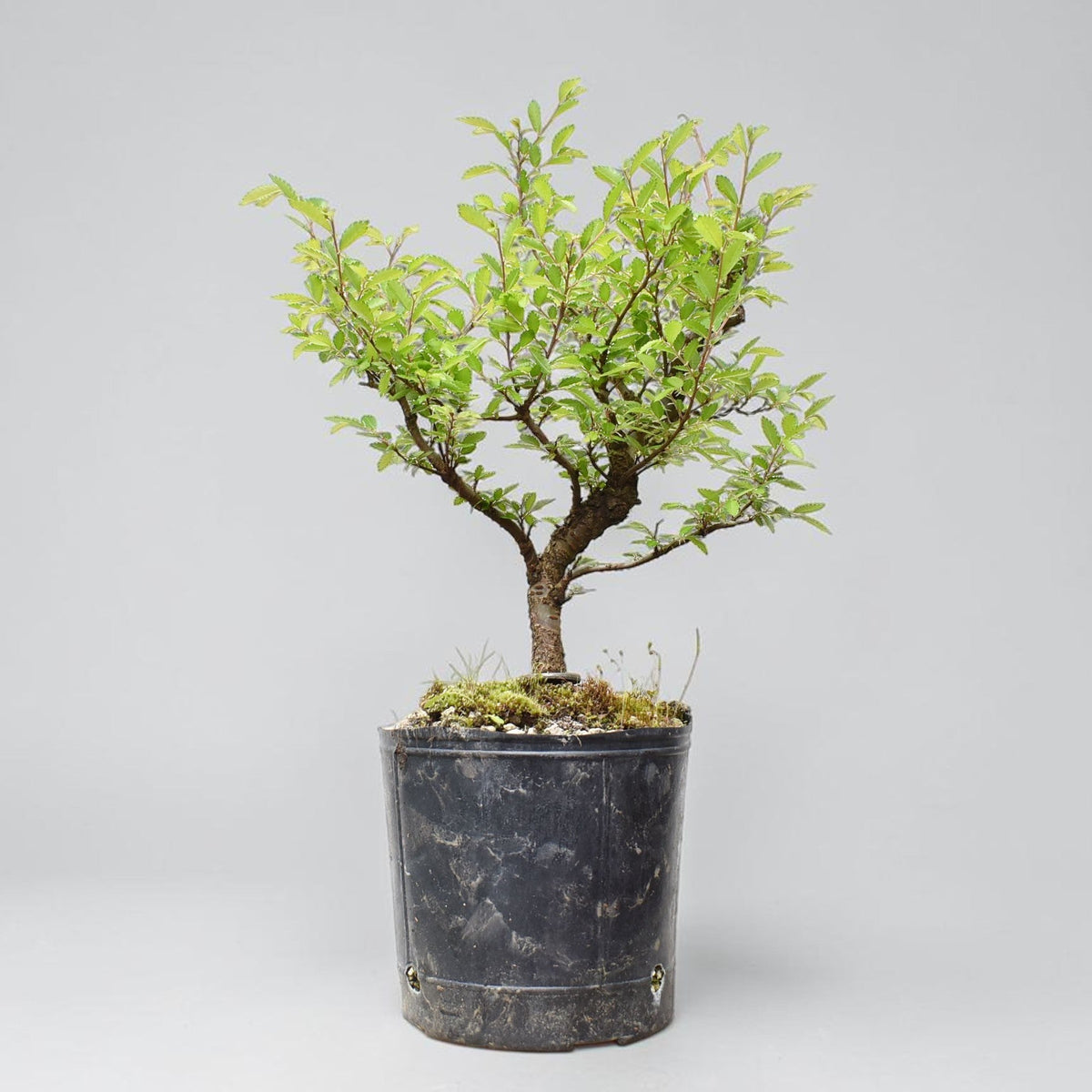 OLMO CHINO (Ulmus Parvifolia)