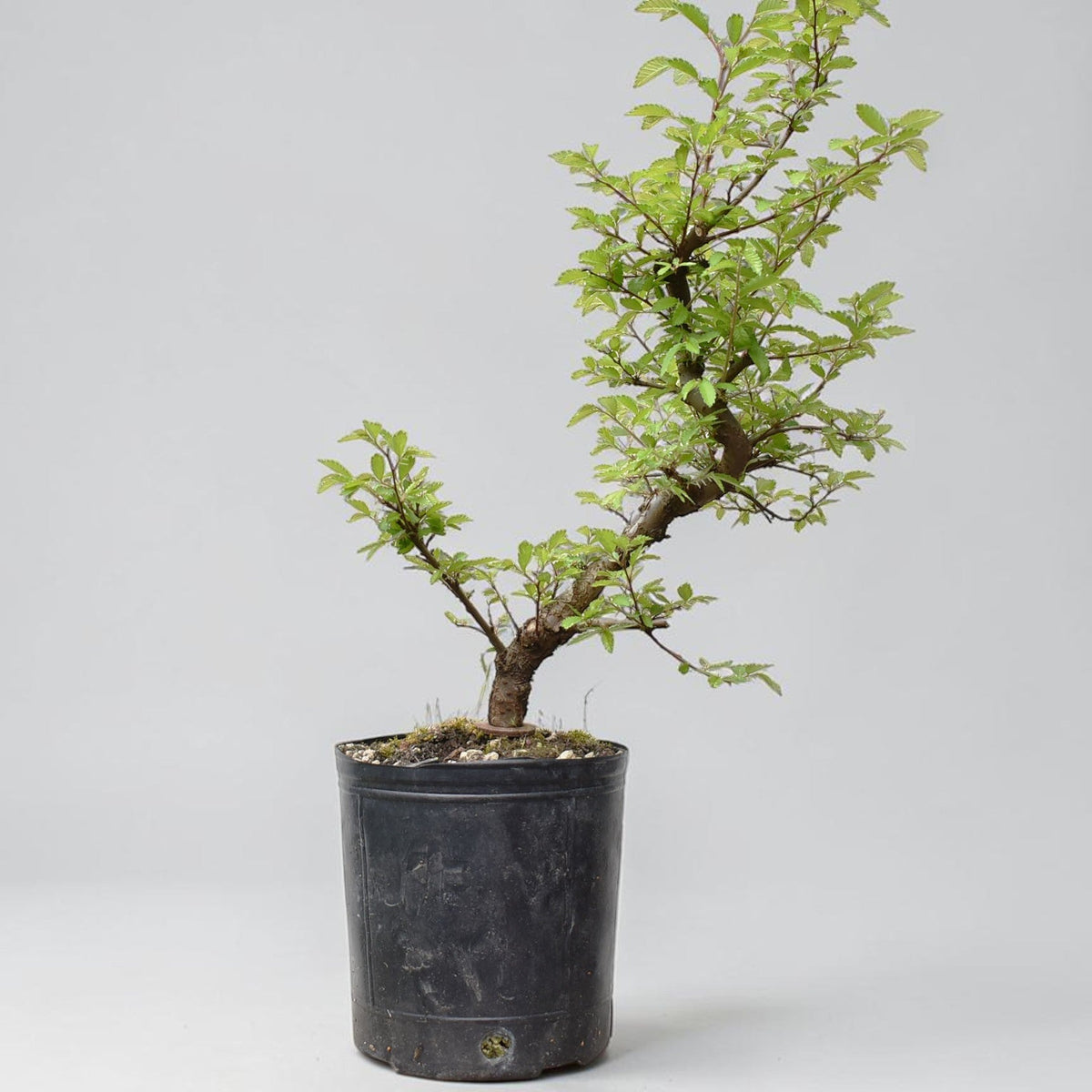 OLMO CHINO (Ulmus Parvifolia)