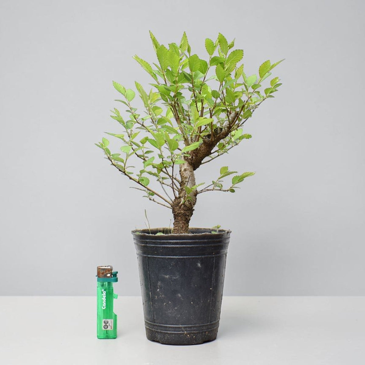 OLMO (Ulmus Minor)