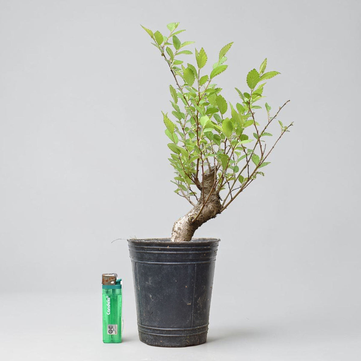 OLMO (Ulmus Minor)