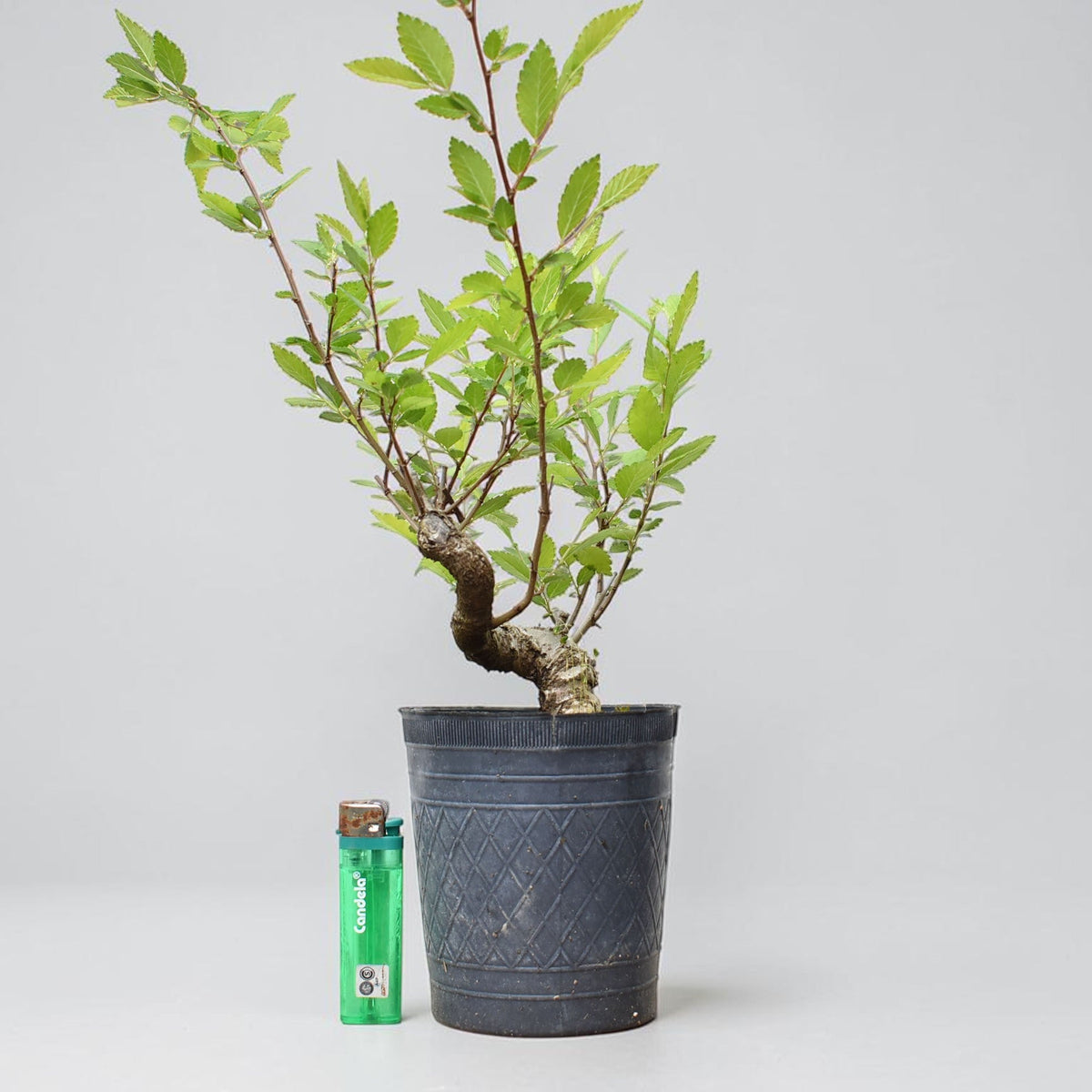 OLMO (Ulmus Minor)