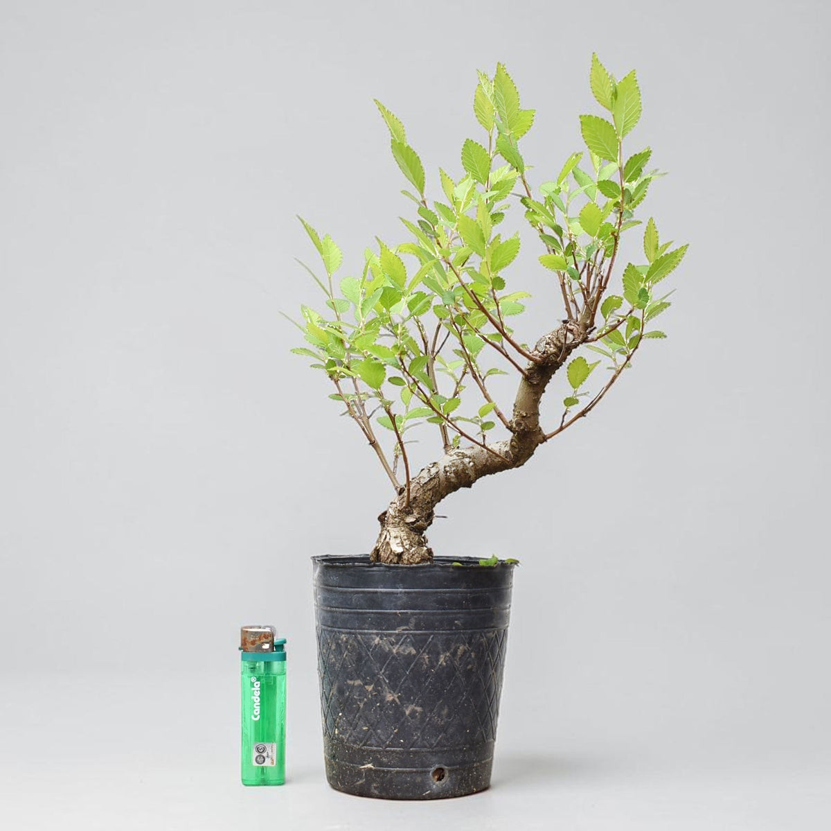 OLMO (Ulmus Minor)