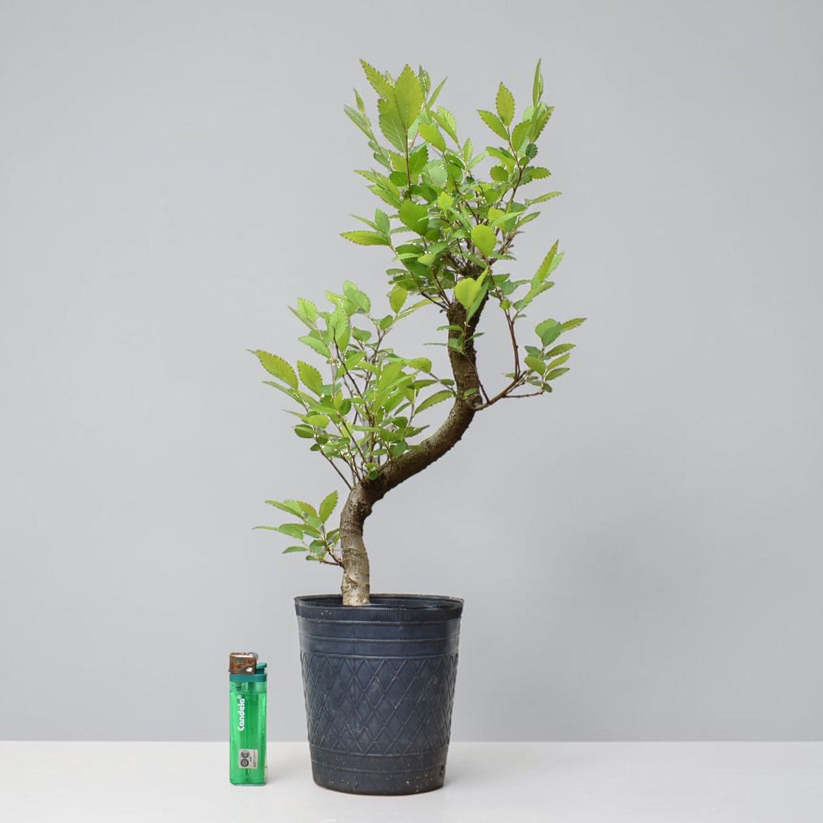 OLMO CHINO (Ulmus Parvifolia)