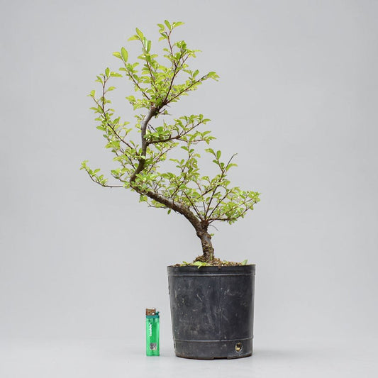 OLMO CHINO (Ulmus Parvifolia)