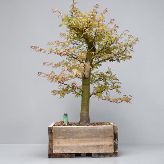 ARCE JAPONES (Acer Palmatum)
