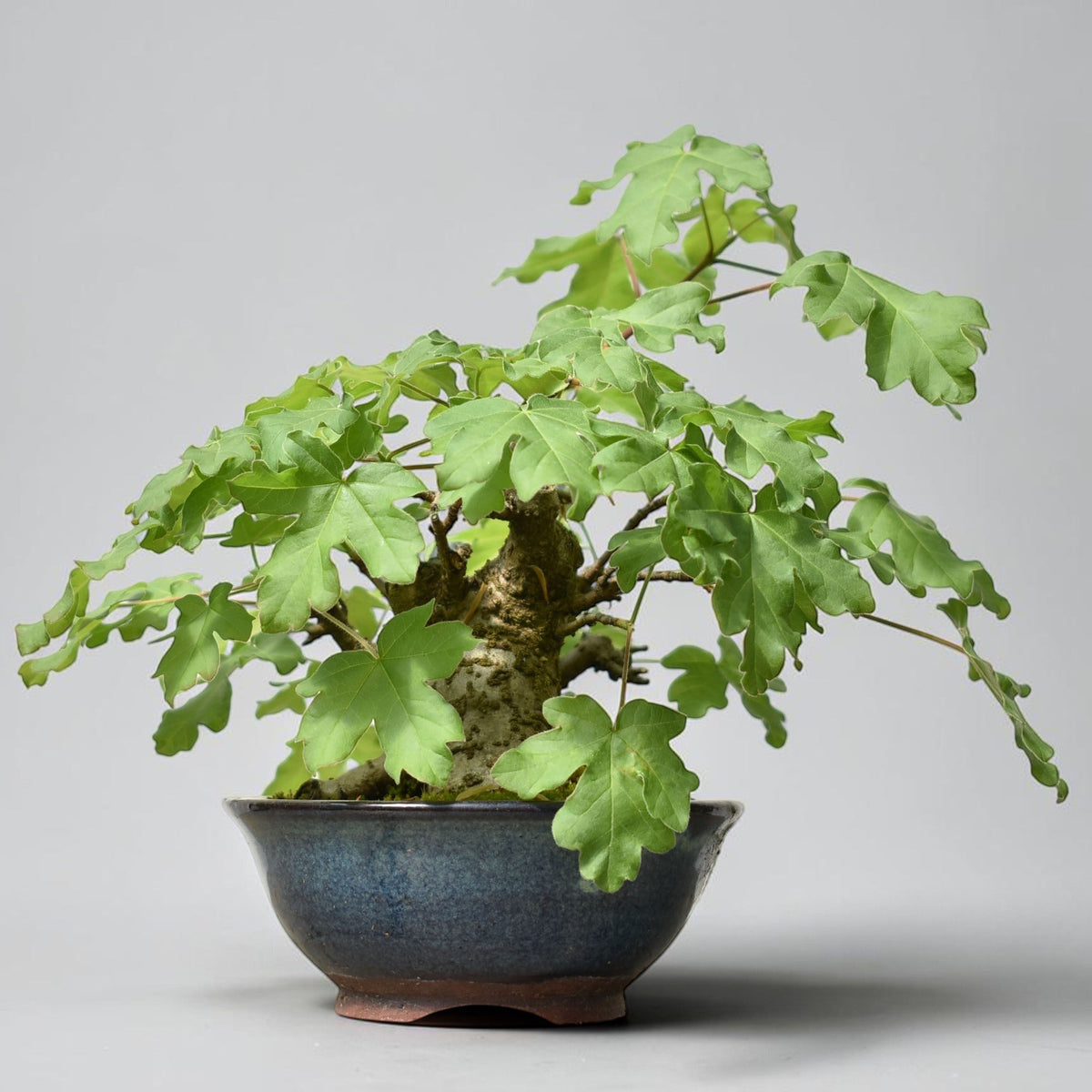 ARCE CAMPESTRE (Acer Campestris)