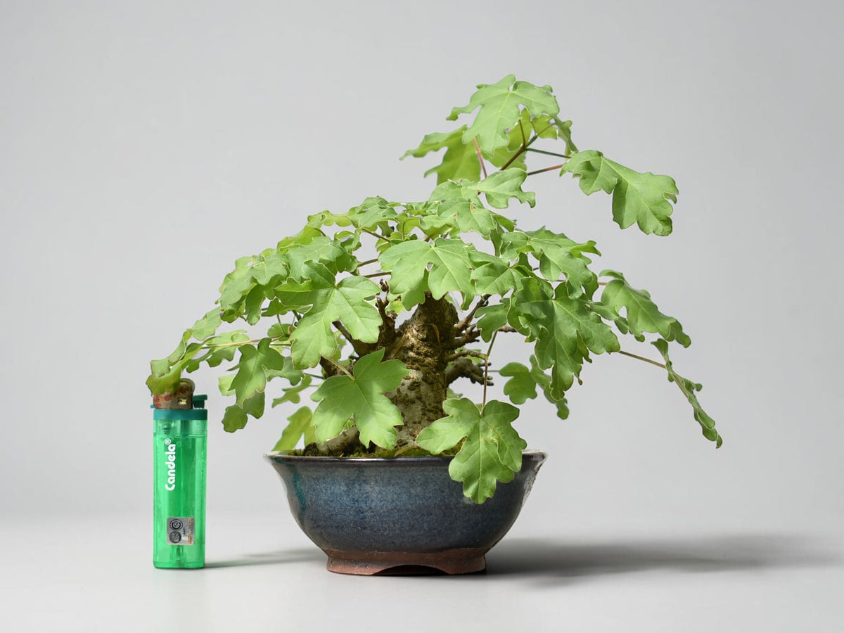 ARCE CAMPESTRE (Acer Campestris)