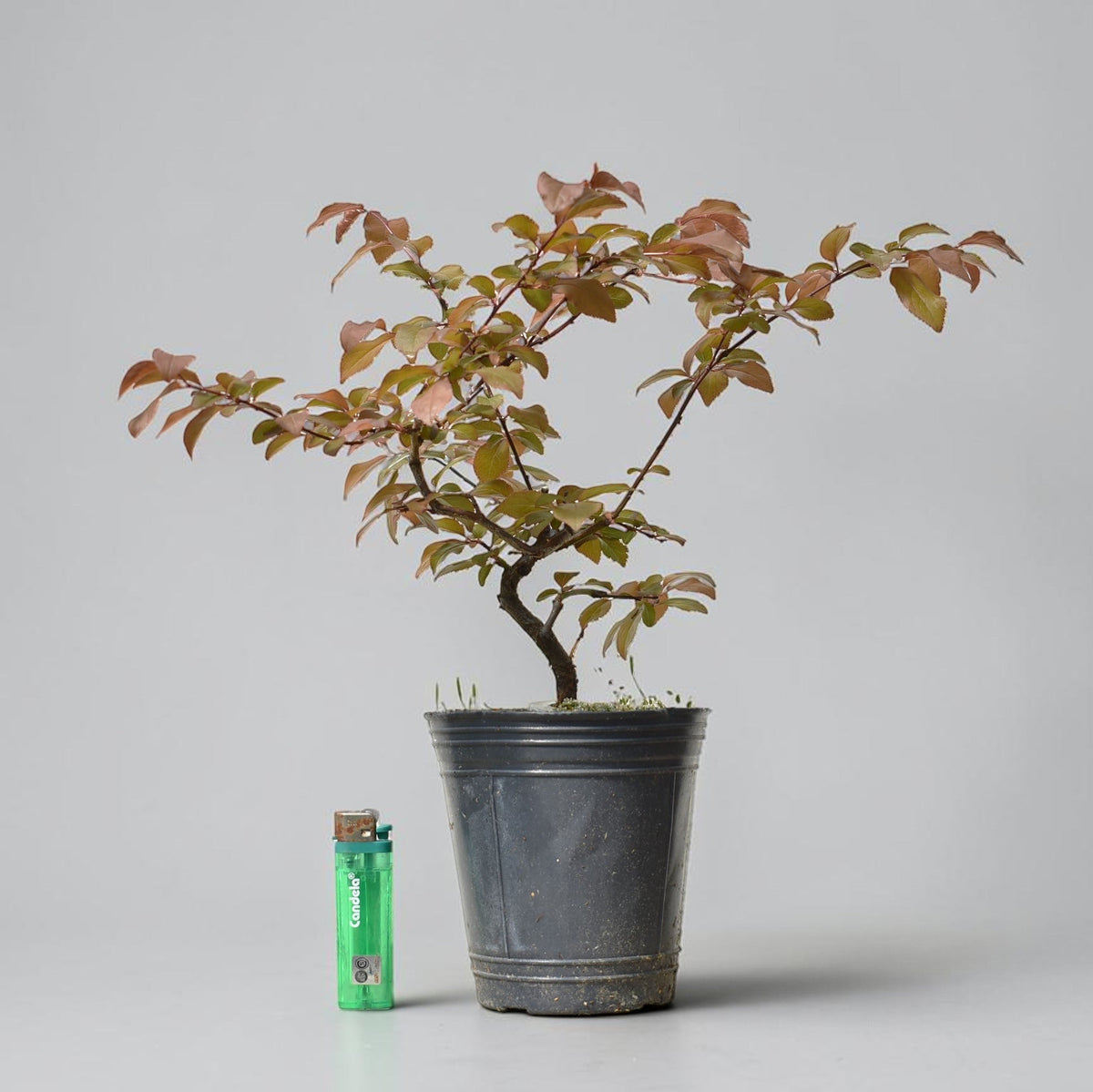 CIRUELO ROJO (Prunus Cerassifera)