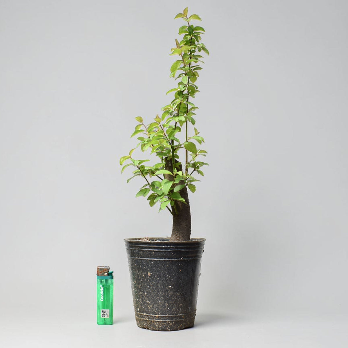 CIRUELO SILVESTRE (Prunus Cerasifera)