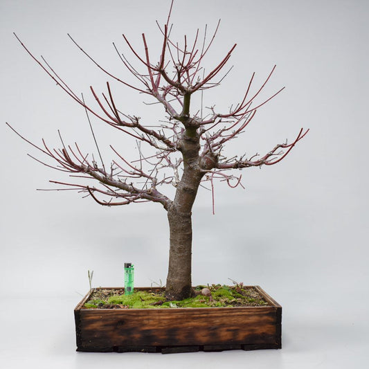 ARCE JAPONES (Acer Palmatum)