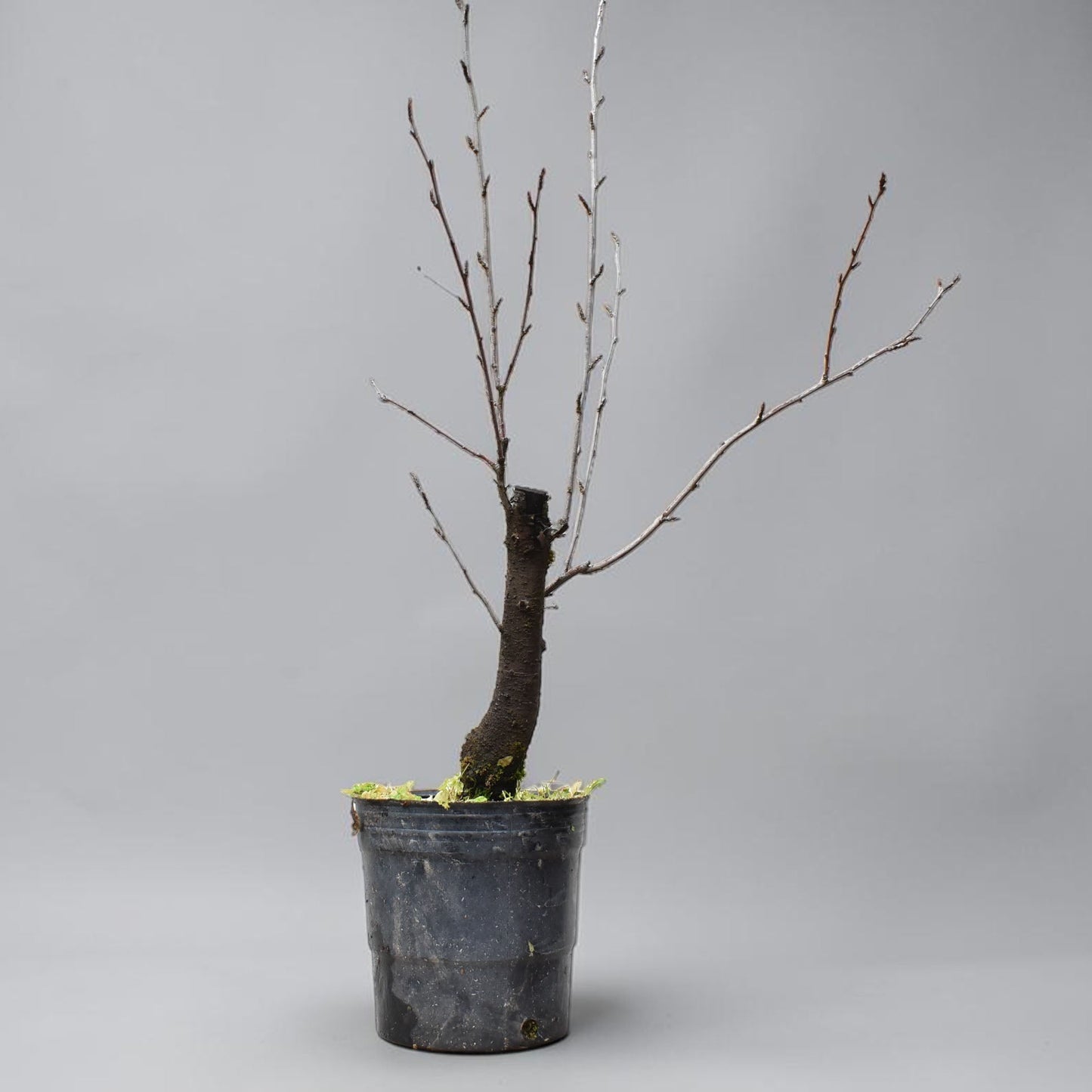 ENDRINO (Prunus Spinosa)