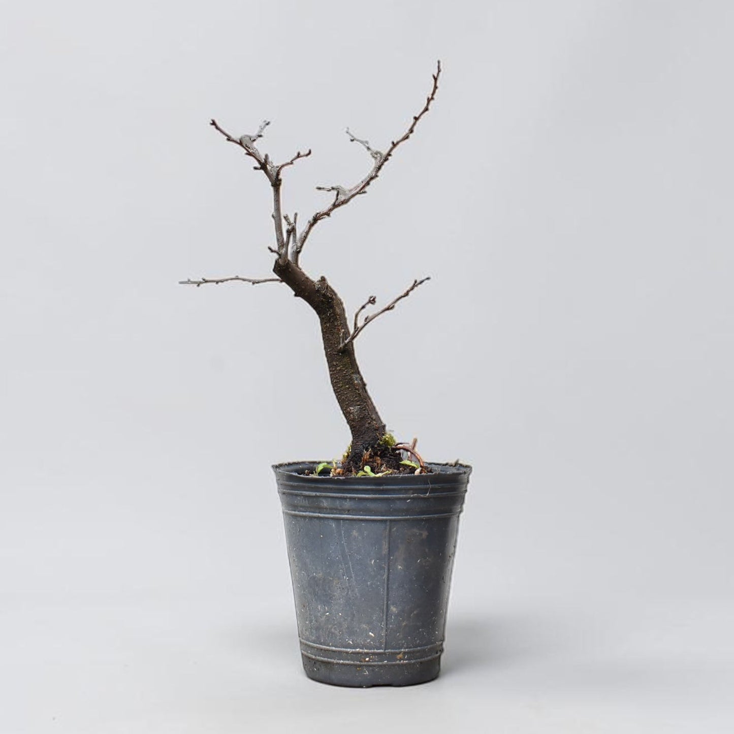 ENDRINO (Prunus Spinosa)