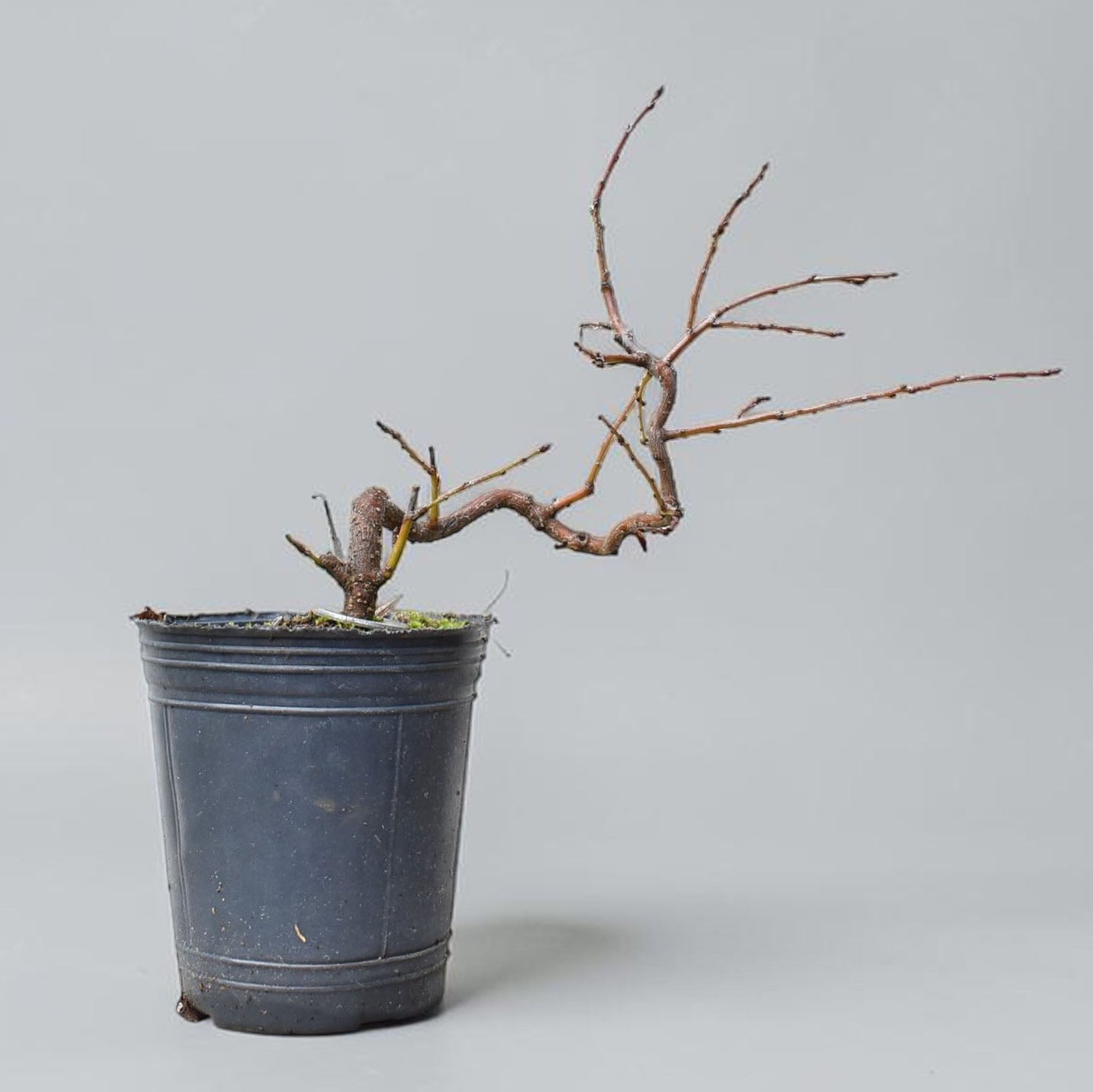 ENDRINO (Prunus Spinosa)