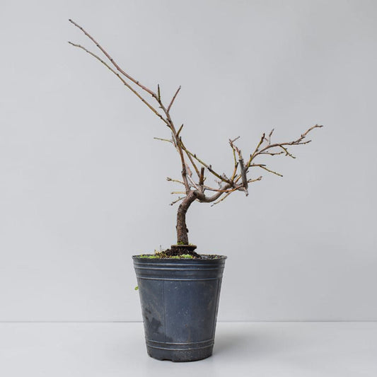 ENDRINO (Prunus Spinosa)