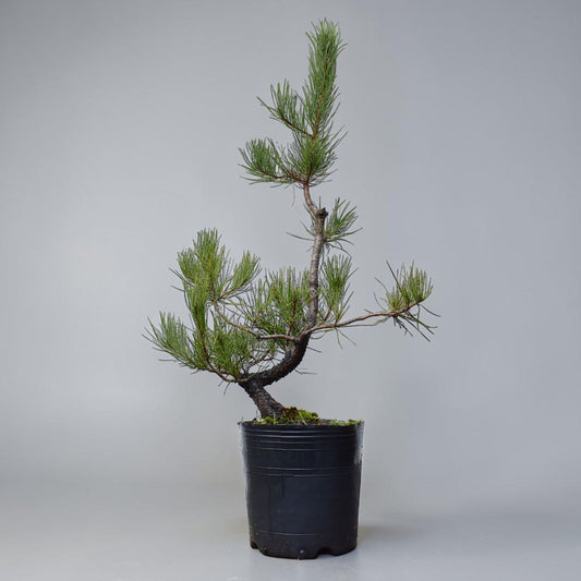 PINO MURAYANA (Pino Contorta Var. Murrayana)