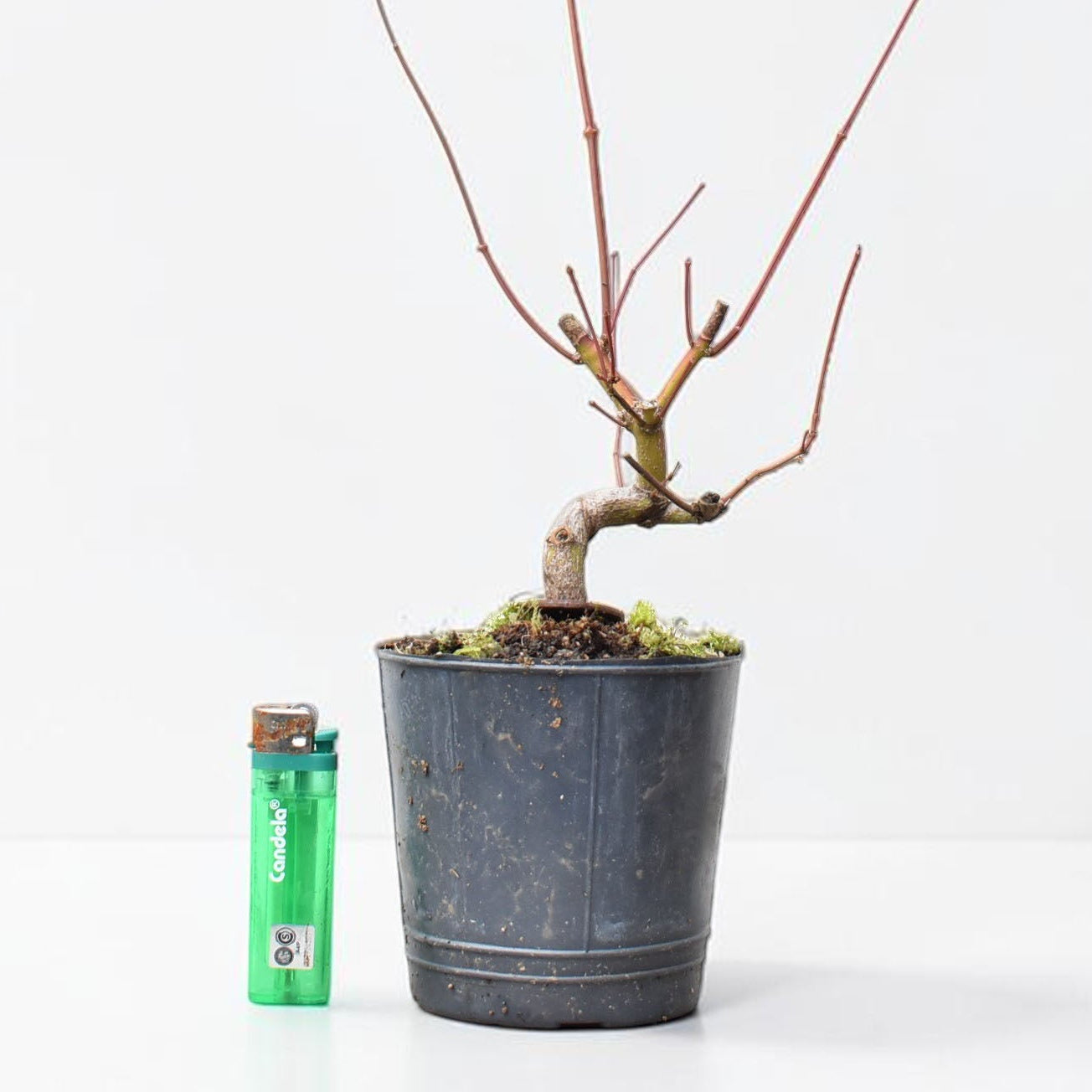 ARCE JAPONES (Acer Palmatum)