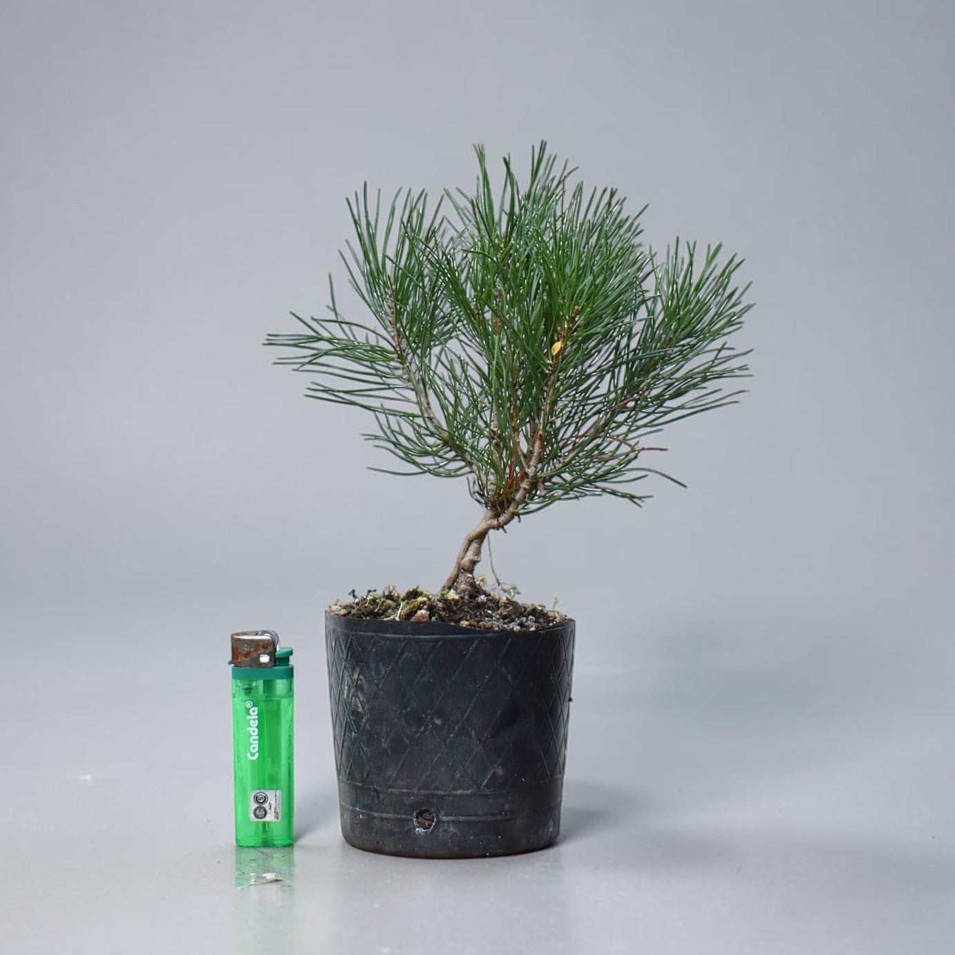 PINO MUGO (Pinus Mugo)