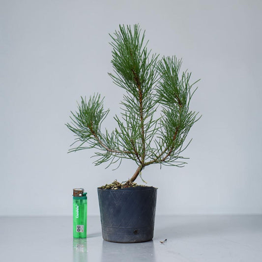 PINO MUGO (Pinus Mugo)