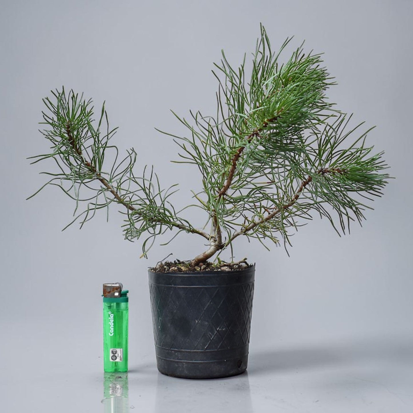 PINO MUGO (Pinus Mugo)