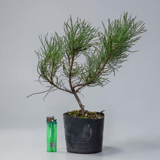 PINO MUGO (Pinus Mugo)