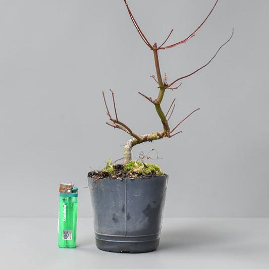 ARCE JAPONES (Acer Palmatum)
