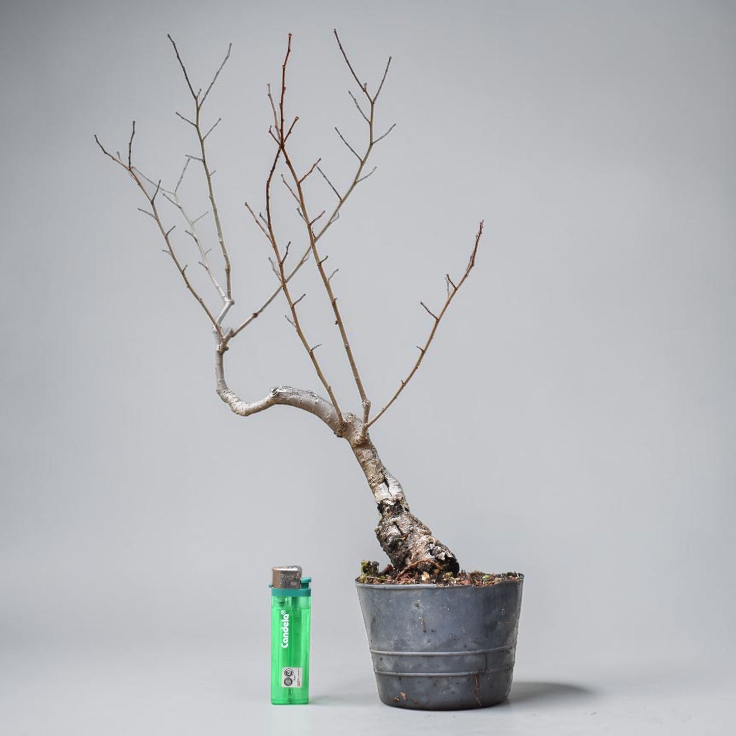 OLMO SIBERIANO (Ulmus Pumila)