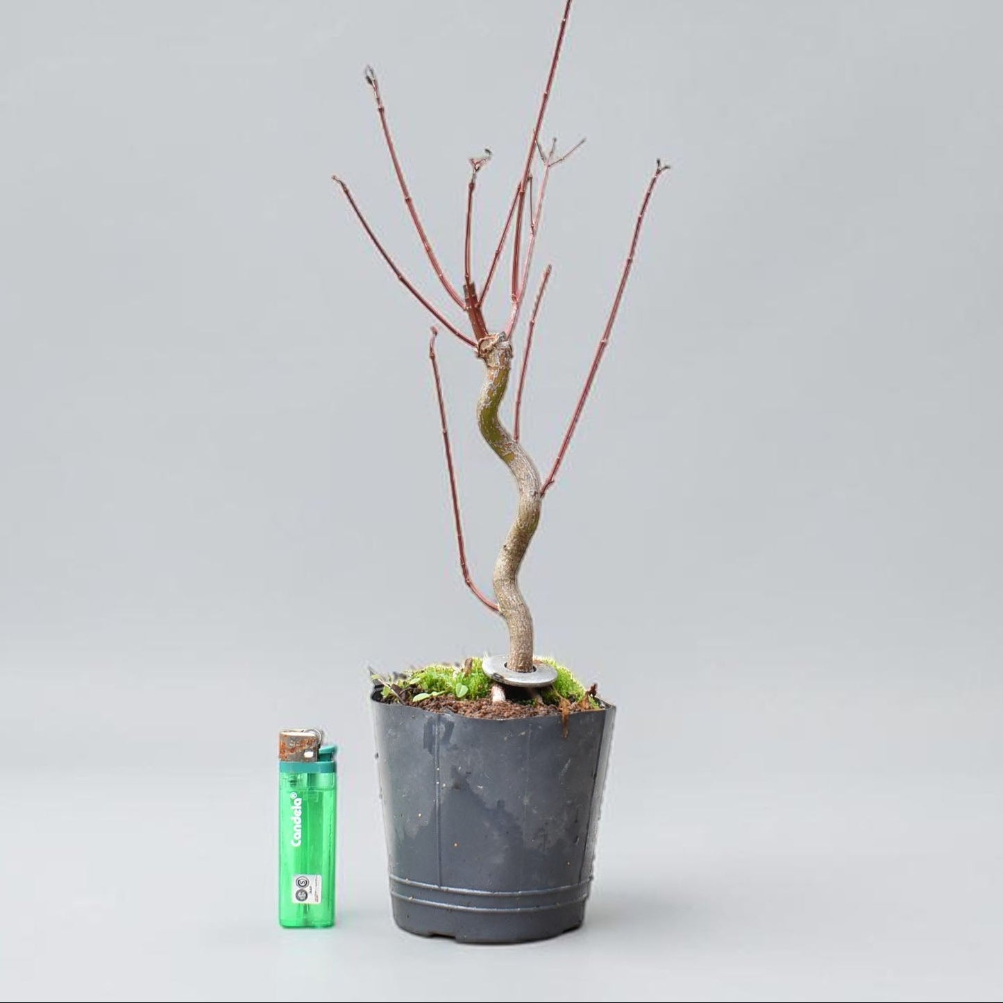 ARCE JAPONES (Acer Palmatum)