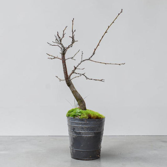 ENDRINO (Prunus Spinosa)