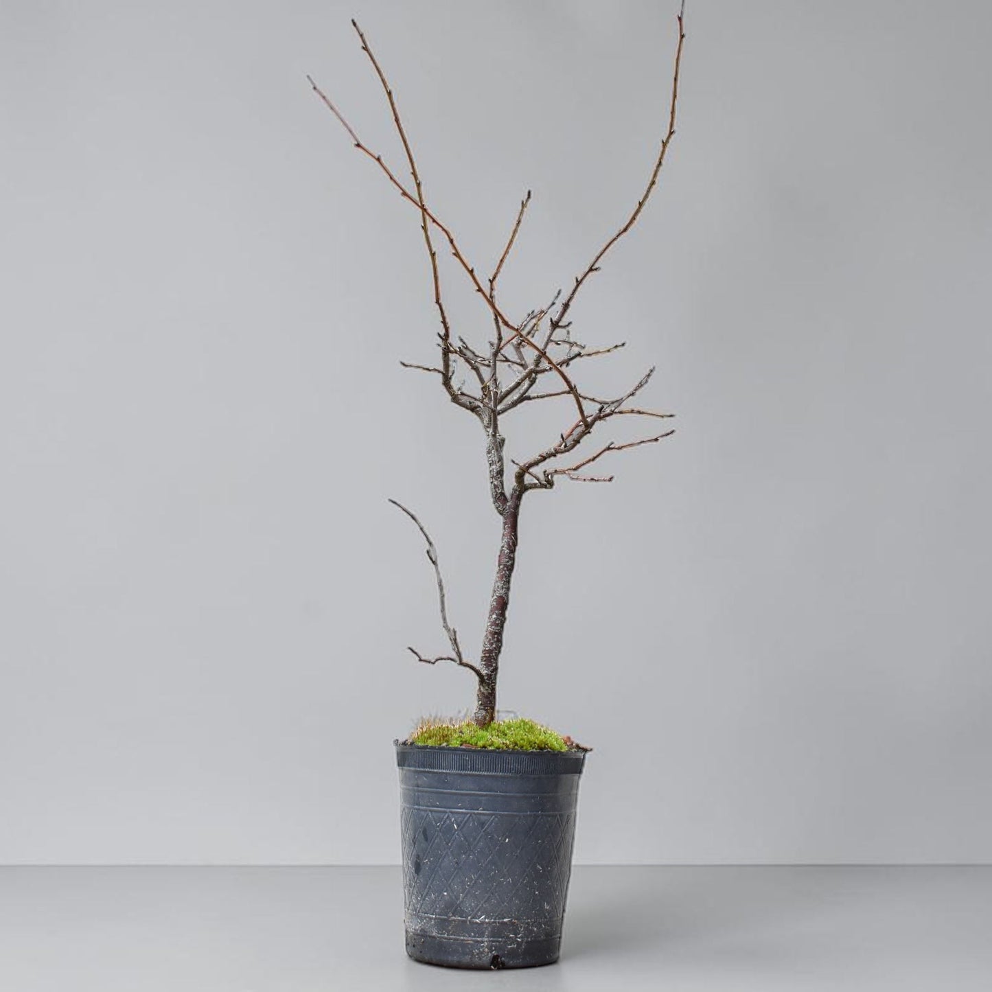 ENDRINO (Prunus Spinosa)