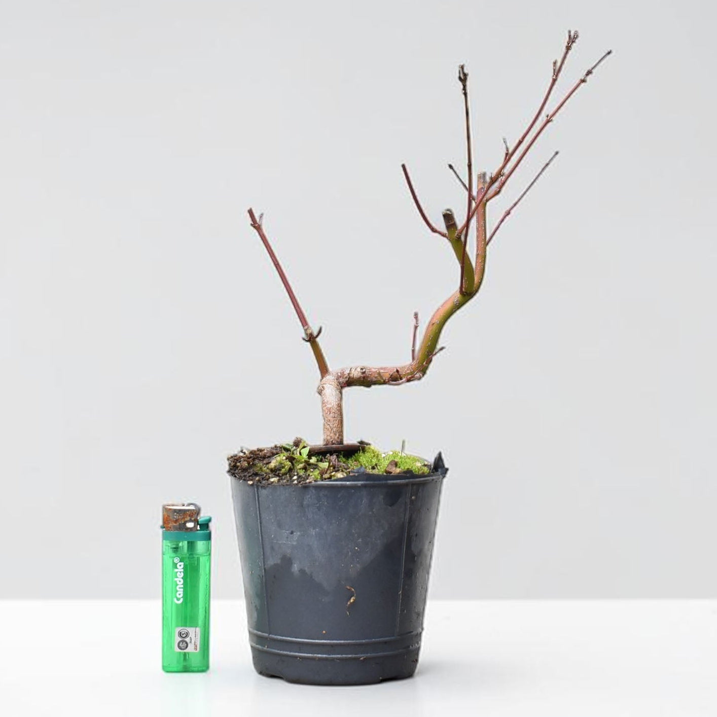 ARCE JAPONES (Acer Palmatum)